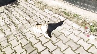 The spotted cat I saw on the street is now full.