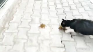 All the cats you see in the video have had their fill.