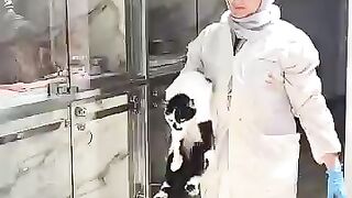 The shelter cats were delighted by the vet's visit