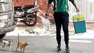 Want the love of stray cats Fill your car with food for them