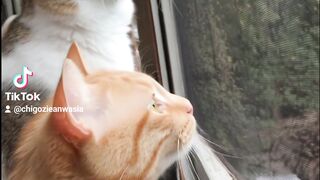 He was thrown out of aeroplane