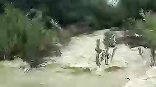 Despite the floods, we fed over 5,000 stray cats