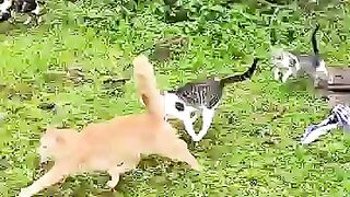 The cats' welcome is the best thing we receive every day