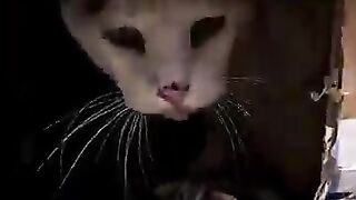 Trying to rescue a sad mama cat with 5 poor kittens