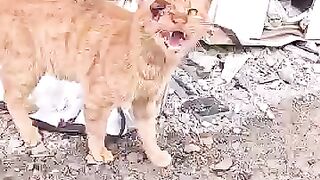 Every year we will rescue many stray cats