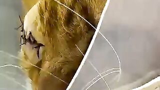 We will try to regain Simba the cat's trust in us after the