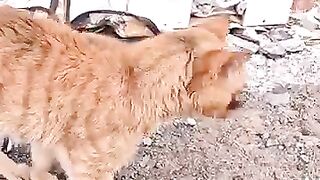 Trying to save a cat with an injured eye that doesn't trust humans