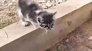 A kitten begs to save her friend #cat #kitten #catrescue