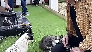 Don't buy a cat, adopt from an FSC shelter #cat #kitten #catrescue