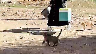 I will make many gatherings of stray cats every day