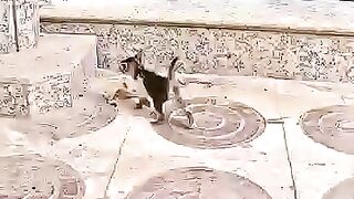 Helping a poor kitten with closed eyes