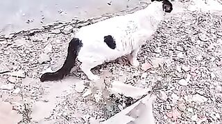 Rescuing a blind cat that had been abandoned in the street