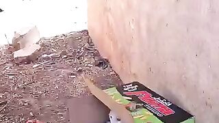 Mama the cat is worried after they abandoned her