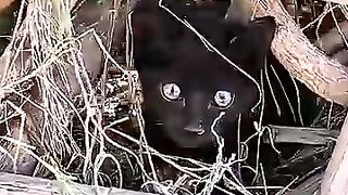 Rescue a kitten with a dead leg dragging it in pain