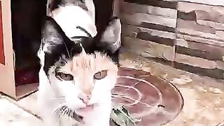 We will give every stray cat hope after their home is stolen