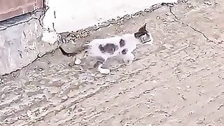 The crying kitten did not know that her fate would change