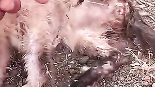 When the Siamese cat left, she took the savior's heart with her