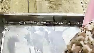 Lots of happy meows as the dining tables appear.