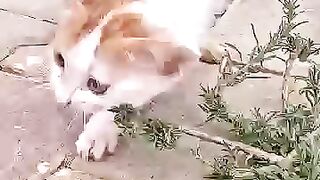 A kitten drags half of itself towards us with a pitiful meow