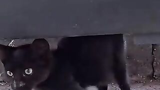 Blackie's tripod has been given a new life.