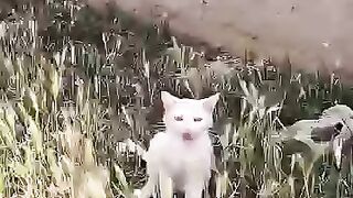 After rescue and neutering, Snowy the cat was returned to his friends