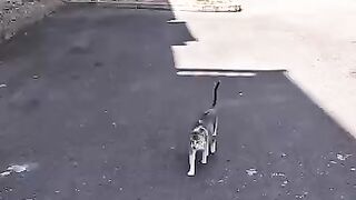 Tiny Paws, Big Secret: Saving Stray Cat Misty and Her Kittens