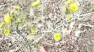 Trying to save a kitten in pain, without fur or shelter.