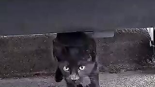 A kitten drags its amputated leg under a dumpster, searching for help