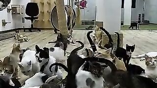 Lots of non-stop meowing songs, when the ladies prepare the food