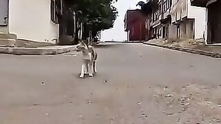 Cat dancing and singing when receiving the master who feeds her