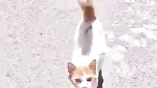 After being rescued, the stray cat triumphs over its neck wounds