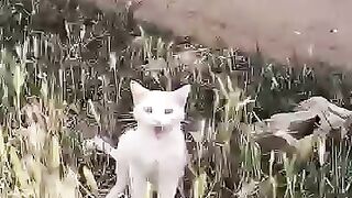 We couldn't ignore the cat crying over its rotten leg