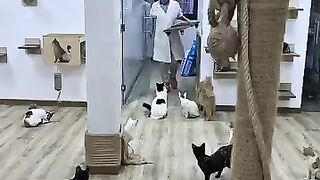 Lots of cat jumping when it's feeding time