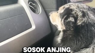 Cemburu? Anjing Ini Menangis di Dalam Mobil #anjinglucu #nangis #fyp #fyppage