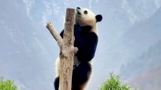 naik ah takut sama kamu