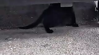 Trying to save a crying kitten with a nearly amputated leg. #cat