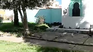 40 kittens wait for us to come for food every morning. #cat #kitten