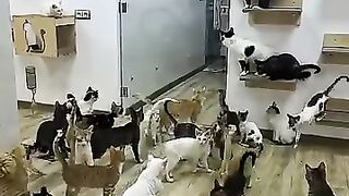 Lots of meowing every time the food is put down. #cat #kitten