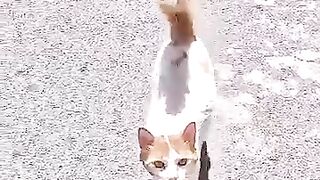 Trying to save a cat with large holes in its neck. #cat #rescuedcat #kitten