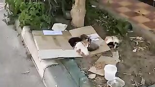 Making cats happy is our happiness