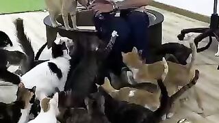 Many pure hearts take much love from lady Dagmar. #cat #kitten