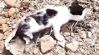 Trying to rescue a kitten crawling on the side of the street. #cat