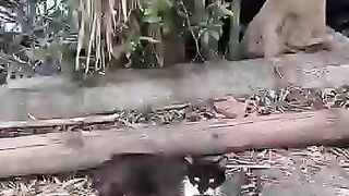 First two steps after 9 days of cat rescue. #cat #kitten #rescuedcat #heaven