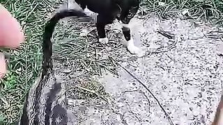 40 kittens waiting for the couple to feed. #cat #kitten #rescuedcat