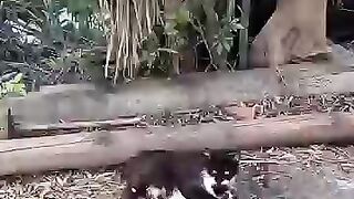 Trying to save a cat hit by a car left it with a sad whimper.