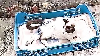 5 days, the cat left our hearts broken. #cat