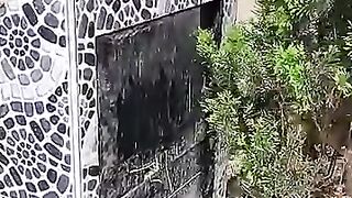 Two Kittens from Tears to Hope. #cat