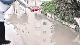 A lost and crying kitten, I made him a brother to the orphan kittens.