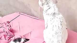 What is the secret behind the couple who stole the kitten from its mother #cat