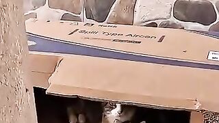 We will write our history with the love of cats. #cat #kitten #rescuedcat #heaven